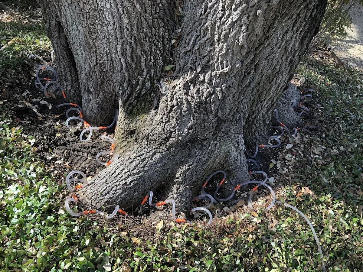 Detailed Tree Cabling and Bracing job site in Drummond